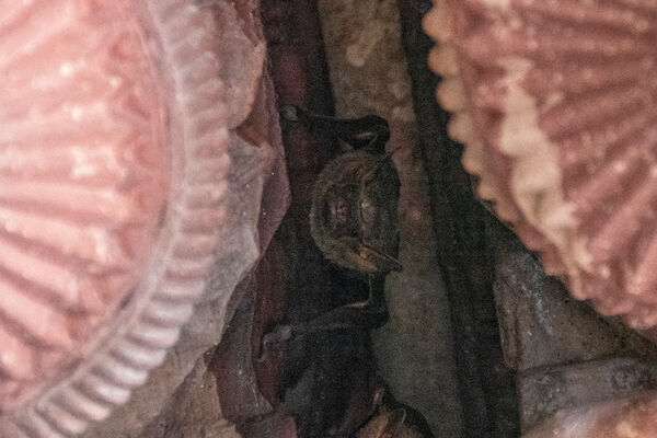 Naked-rumped tomb bats (Taphozous nudiventris)