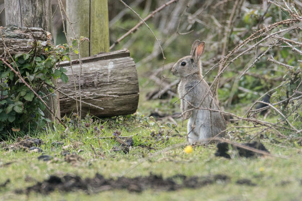 Rabbit