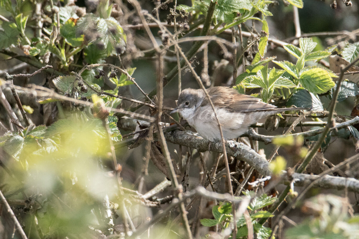 Whitethroat (Male)