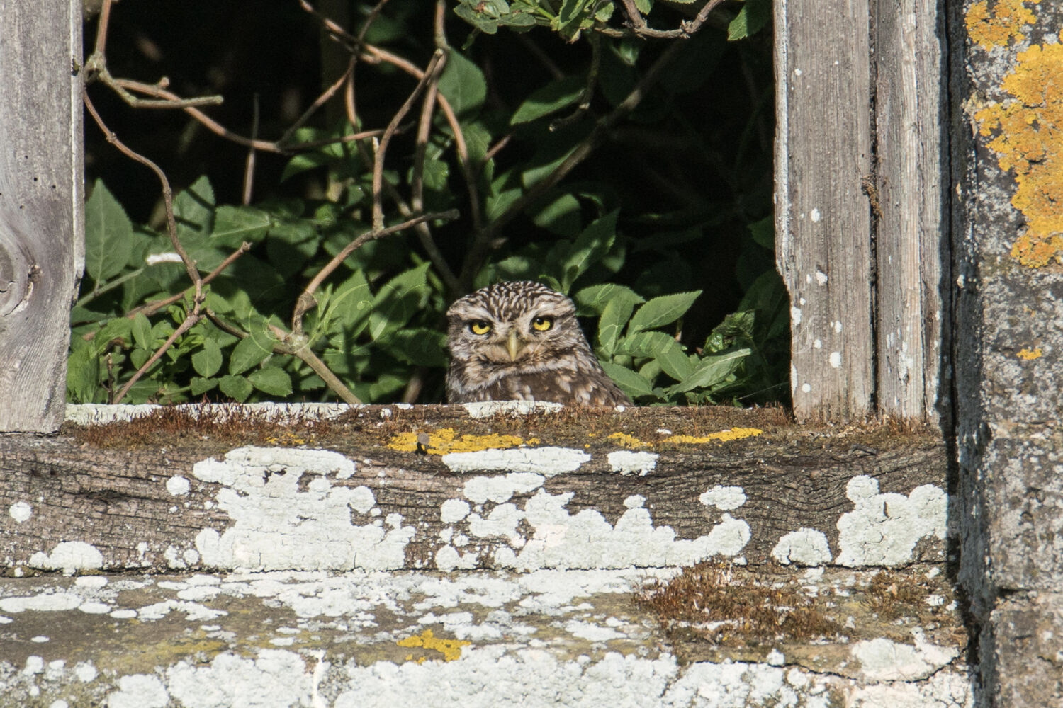 Little Owl