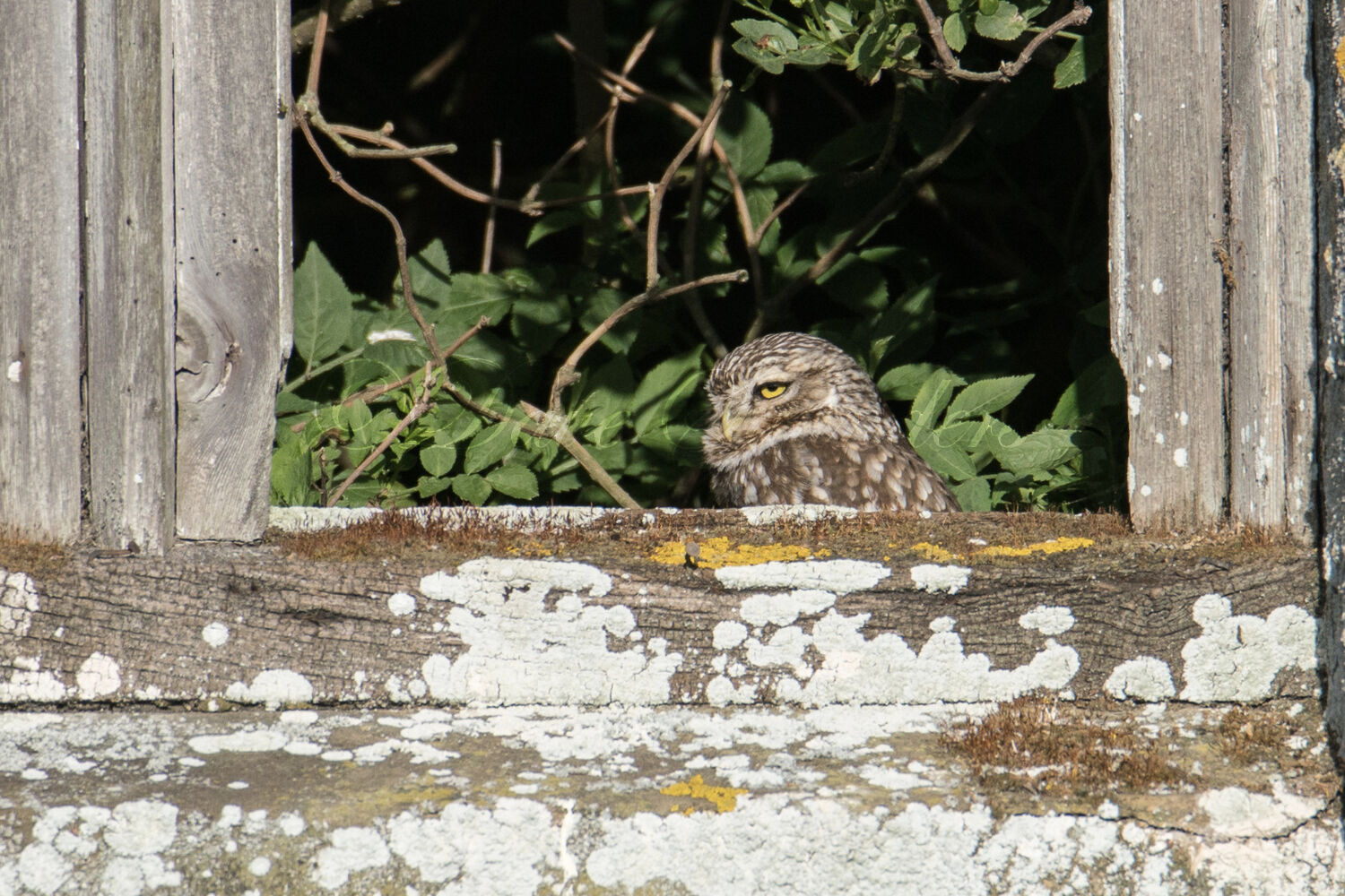 Little Owl
