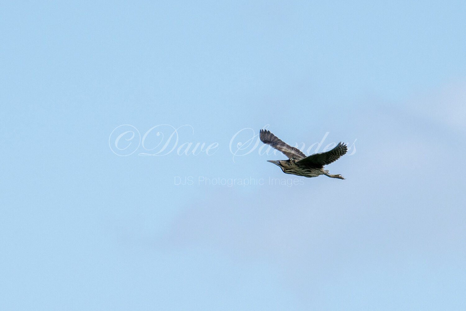 Bittern in flight