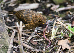 Juvenile Robin tackling lunch