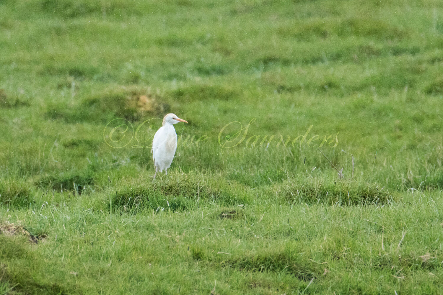 Cattle Egret