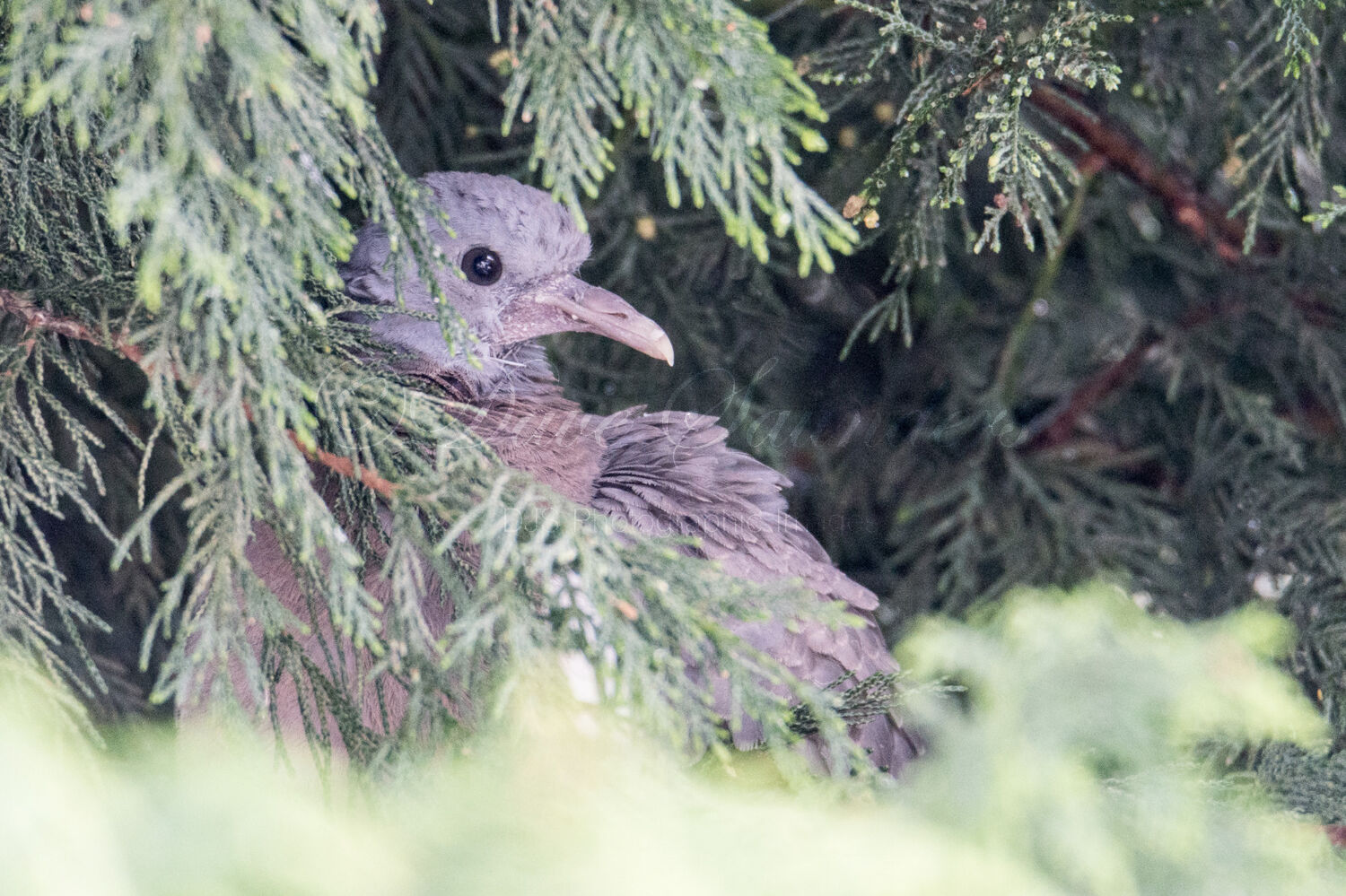 Wood Pigeon (Juvenile)