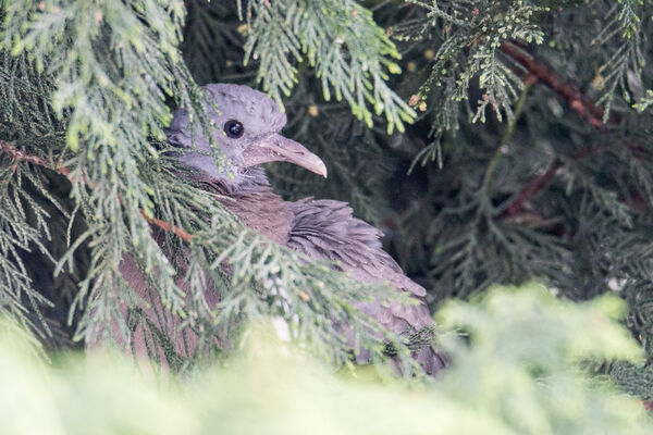 Wood Pigeon (Juvenile)