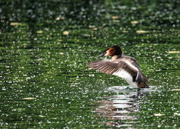 Great Crested Grebe