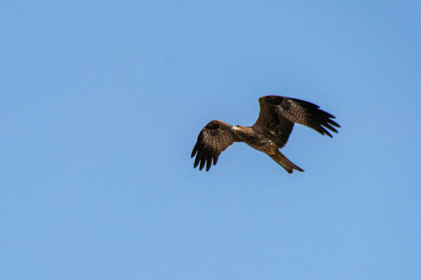 Black Kite