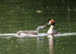 Great Crested Grebe feeding young
