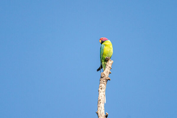Plum-headed Parakeet