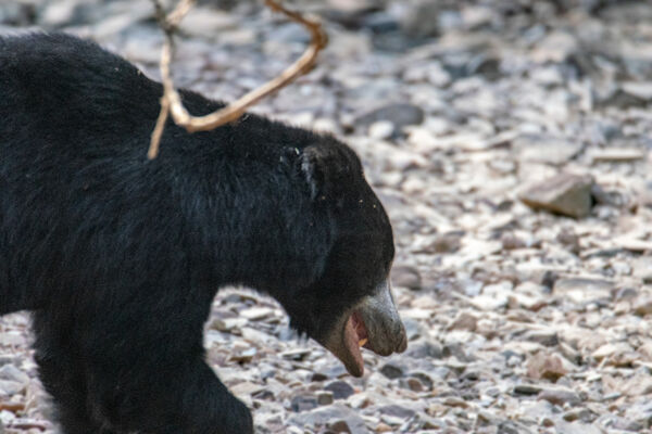 Sloth Bear