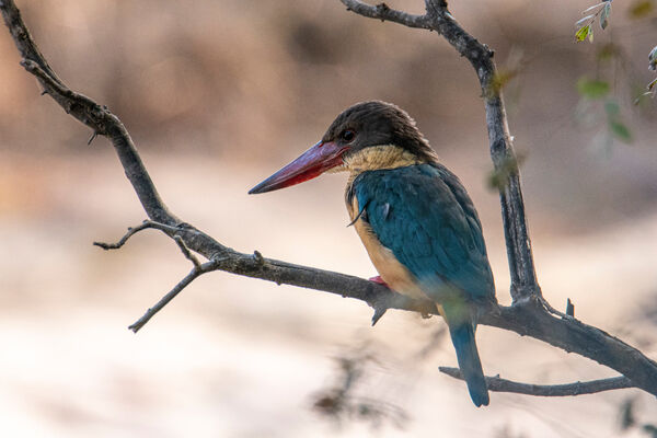 White-throated Kingfisher