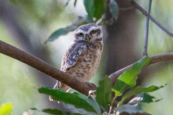 Spotted Owlet