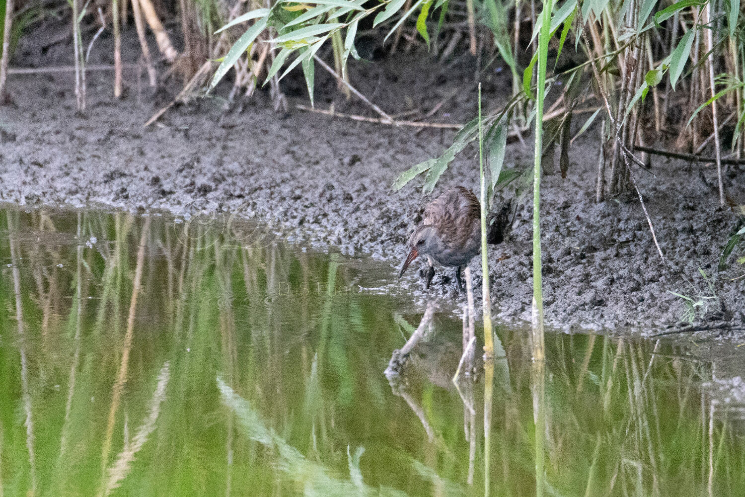 Water Rail