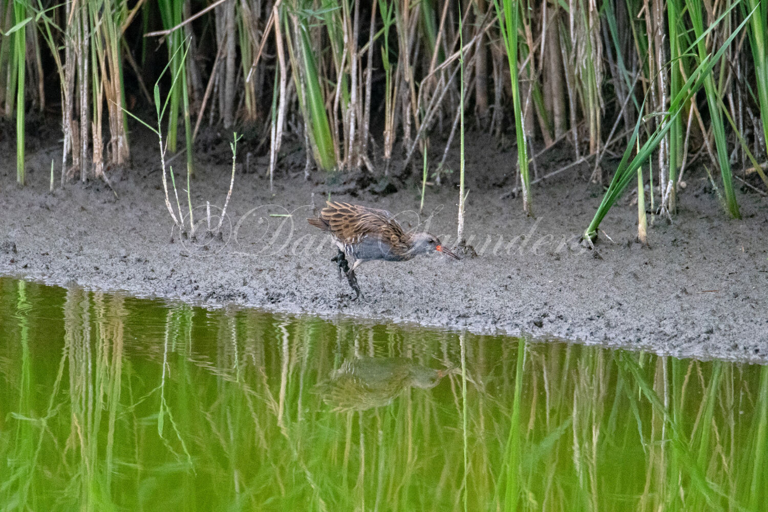 Water Rail