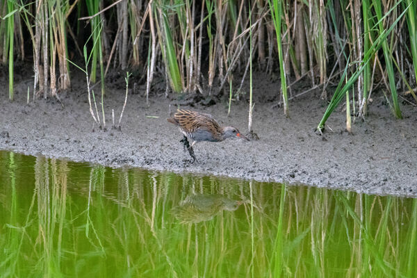 Water Rail