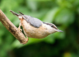 Nuthatch