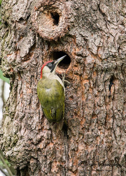 Green Woodpecker