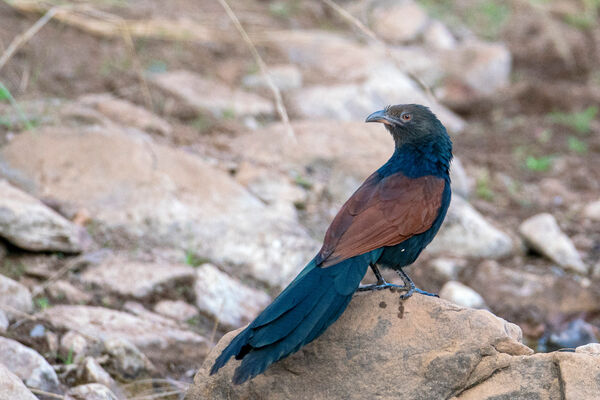 Greater Coucal