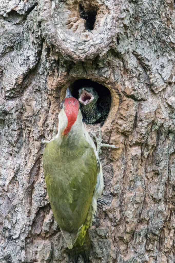 Green Woodpecker & nestling