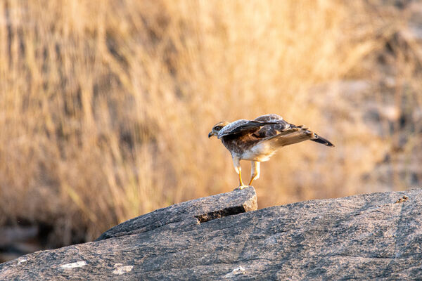 White-eyed Buzzard