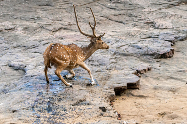Spotted Deer (Male)