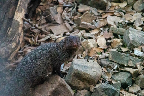 Indian Grey Mongoose