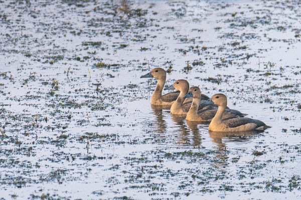 Lesser Whistling Duck