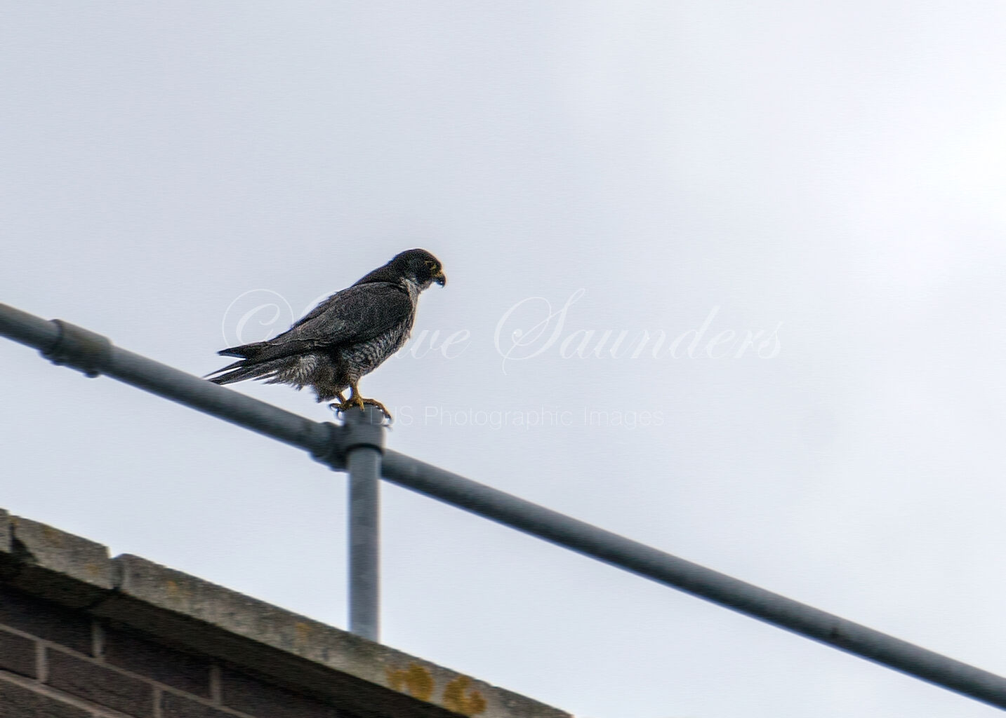Peregrine Falcon