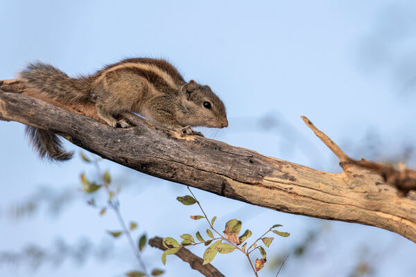 Five Striped Palm Squirrel