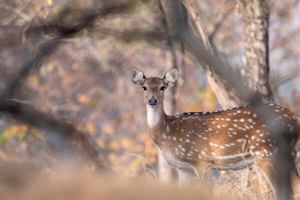 Spotted Deer (Female)