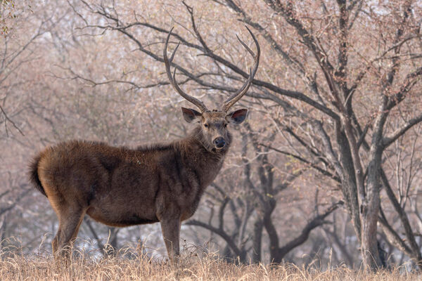 Sambar Deer