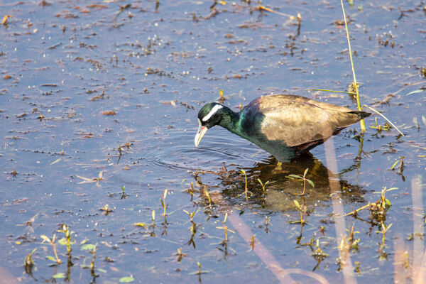 Bronze-winged Jacana