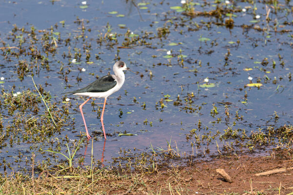 Black-winged Stilt