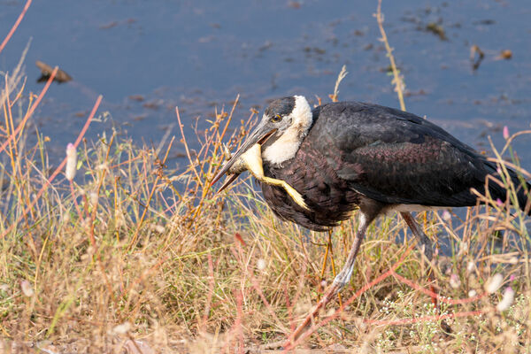 Woolly-necked Stork