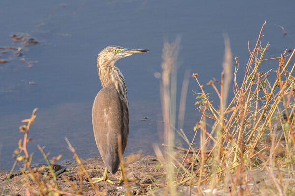 Indian Pond Heron