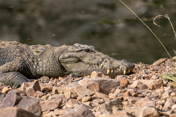 Mugger Crocodile