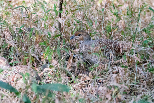 Grey Francolin