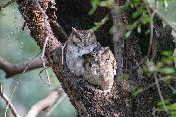 Indian Scops Owl