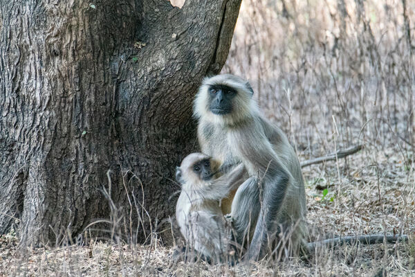 Grey Langur with young.