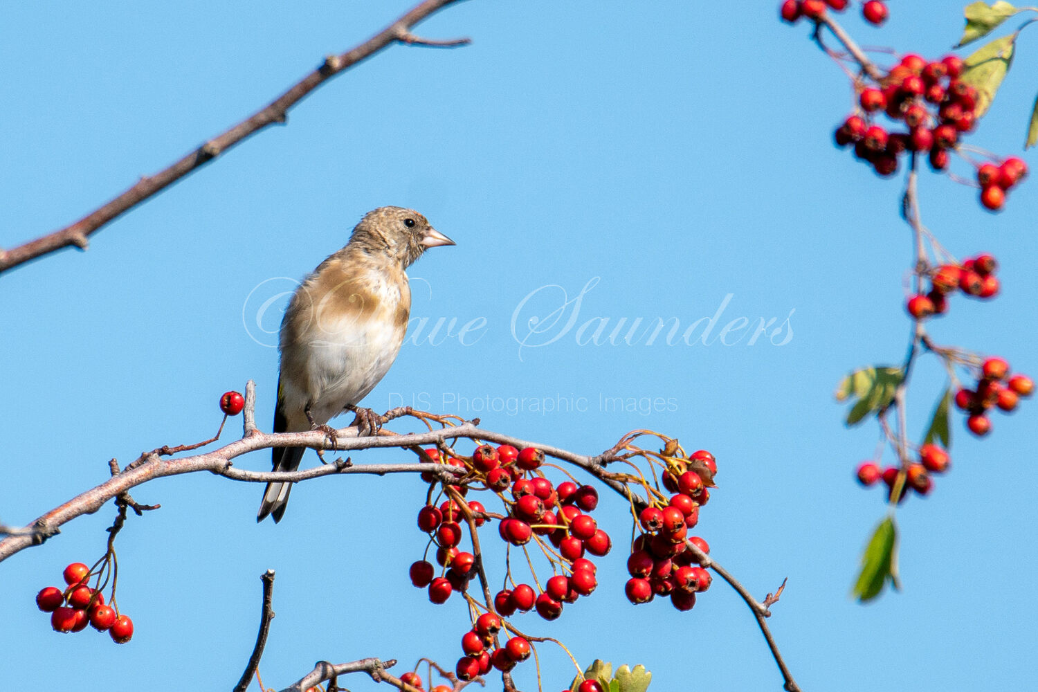 Goldfinch (Juvenile)