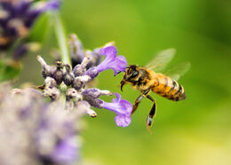 Honey Bee