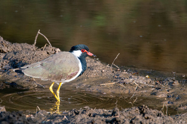 Red-wattled Lapwing