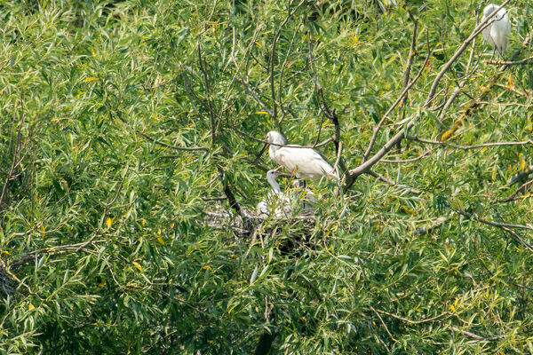 Spoonbill family