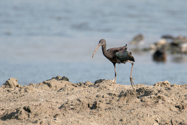 Glossy Ibis