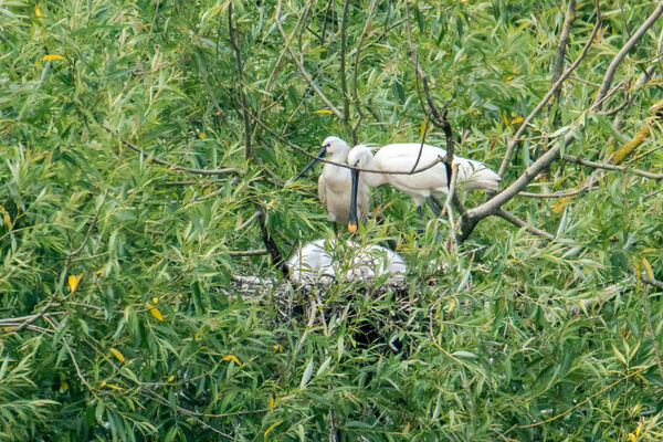 Spoonbills
