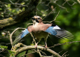 Jay