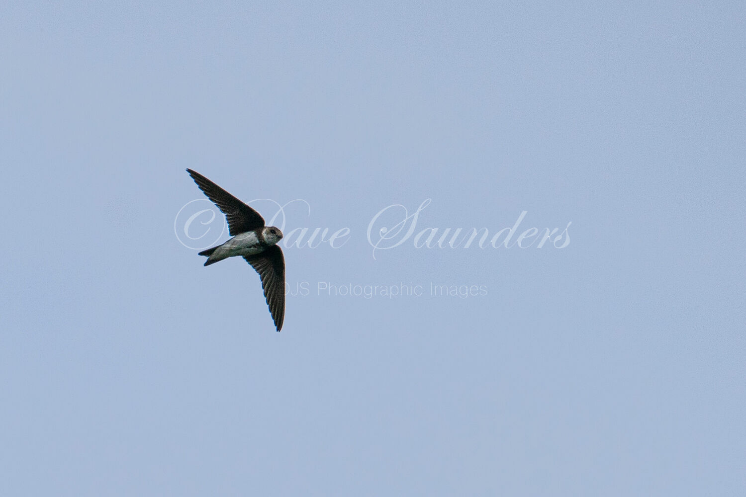 Sand Martin