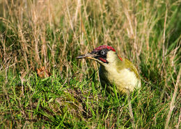 Green Woodpecker