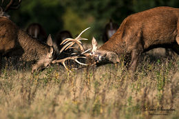 Rutting Red Deer Stags